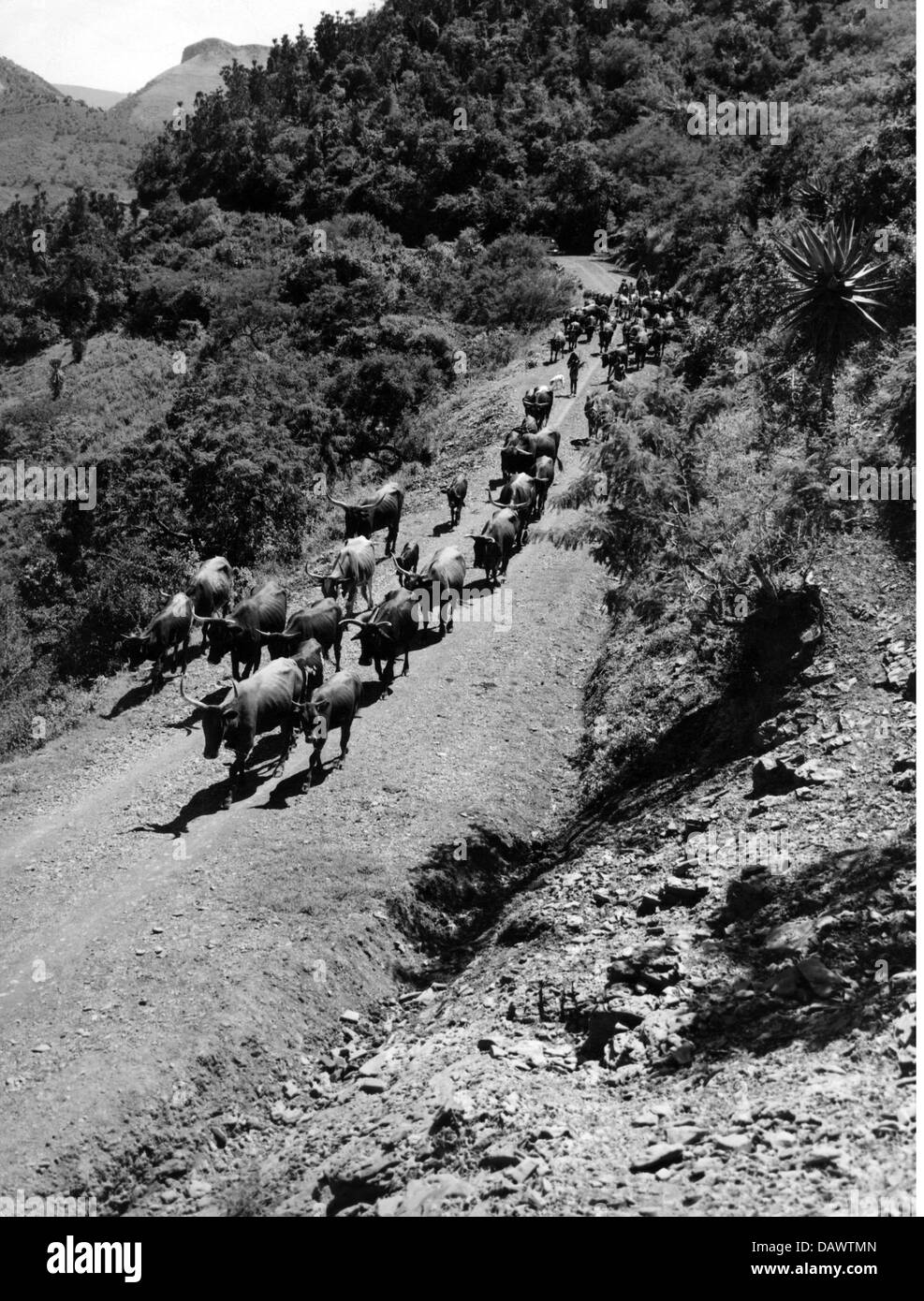 geography / travel, South Africa, agriculture / farming, farmers drive their cattle to a disinfection dip to destroy the grubs of Tsetse flies, Pondoland, circa 1950s, Additional-Rights-Clearences-Not Available Stock Photo