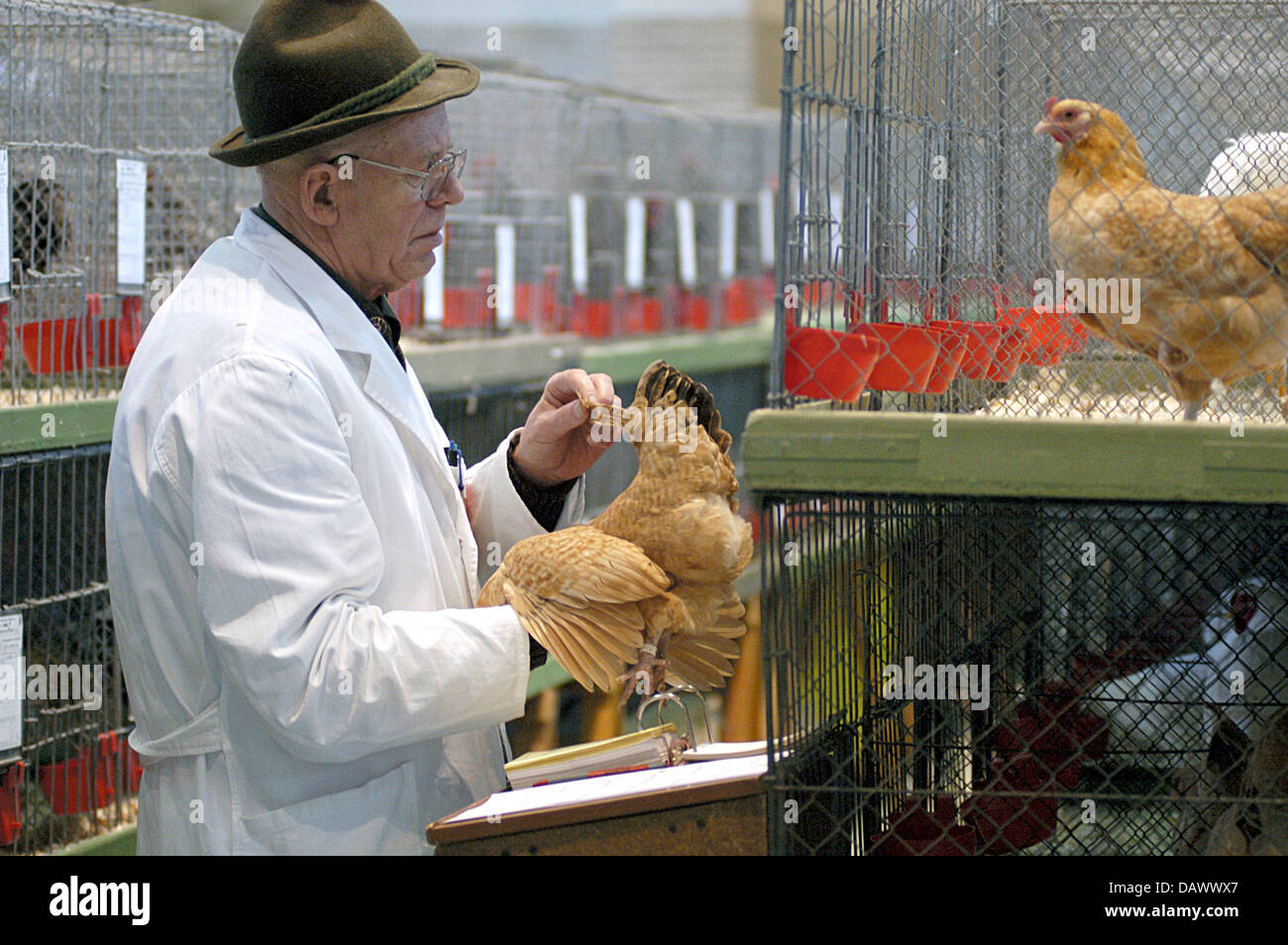 (dpa file) - A judge checks a chicken at a poultry show in Schoeningen ...