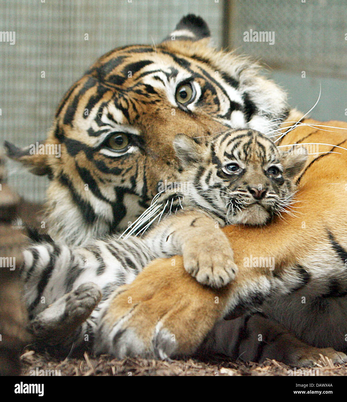 Tiger lady Duma hugs its baby at the Wilhelma zoo of Stuttgart, Germany, 08 May 2007. Duma gave birth to three Sumatran tigers four weeks ago that can be admired by the Tiger lady Duma hugs its baby at the Wilhelma zoo of Stuttgart, Germany, 08 May 2007. Duma gave birth to three Sumatran tigers four weeks ago that can be admired by the