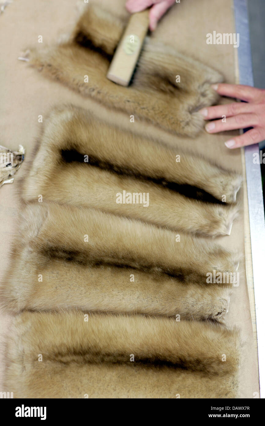 A peltmonger brushes light-coloured sable furs on his workbench at a workshop of 'Slupinski Pelzmoden', a fur fashion company on pricy 'Koenigsallee' shopping street in Duesseldorf, Germany, 12 January 2007. Slupinski brothers design and produce single pieces for exclusive global customers. Besides their Duesseldorf store they operate a branch in the Swiss winter sports resort Sain Stock Photo
