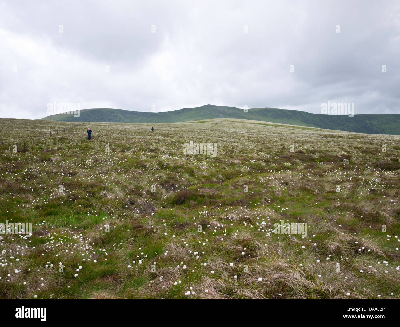 Walkers cross the cotton grass bog on Godor, below the main Berwyns ridge. Moel Sych and Cadair Berwyn make up the skyline Stock Photo