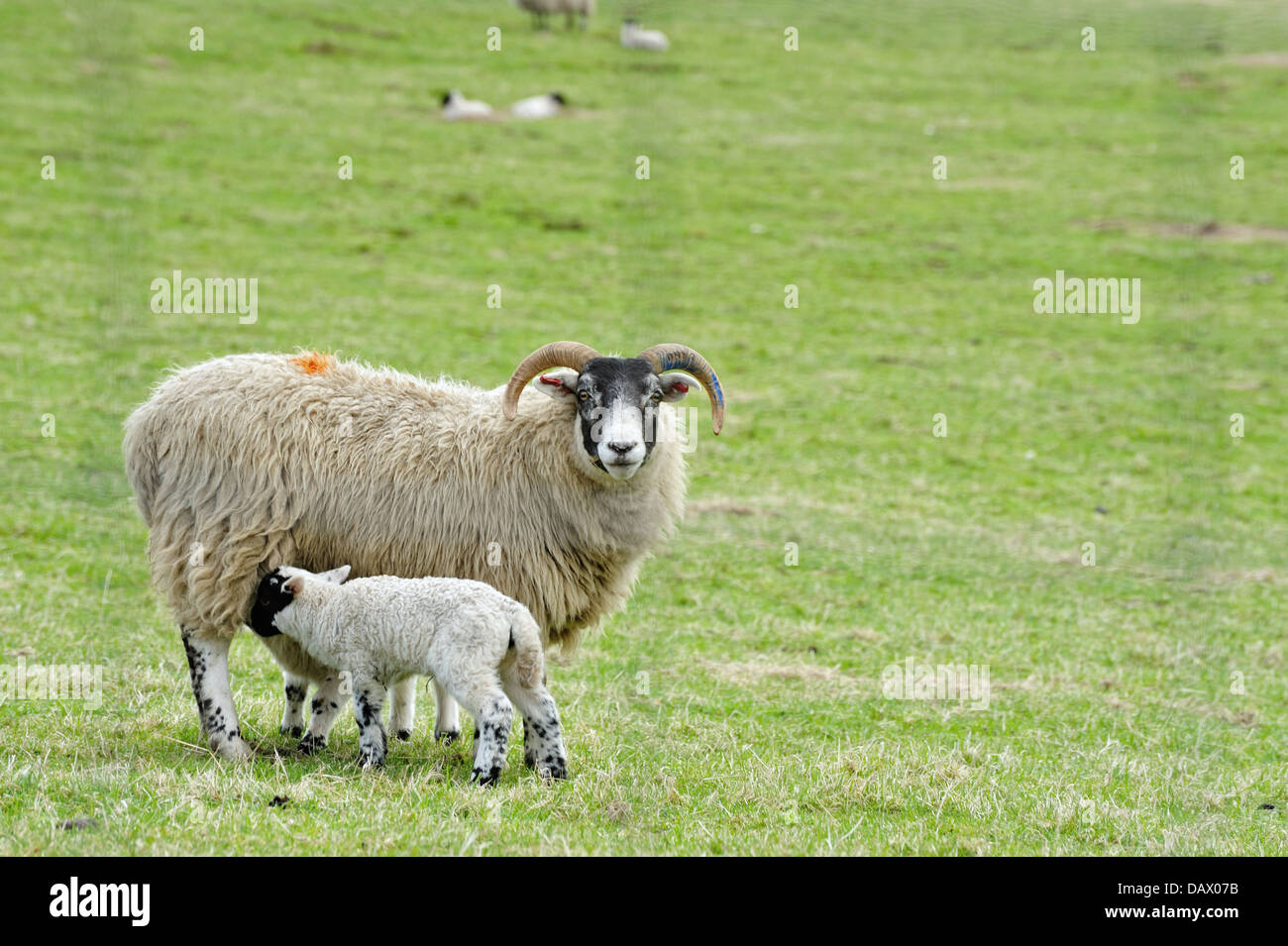 Sheep living in the upper Don Valley of Aberdeenshire, Scotland Stock Photo