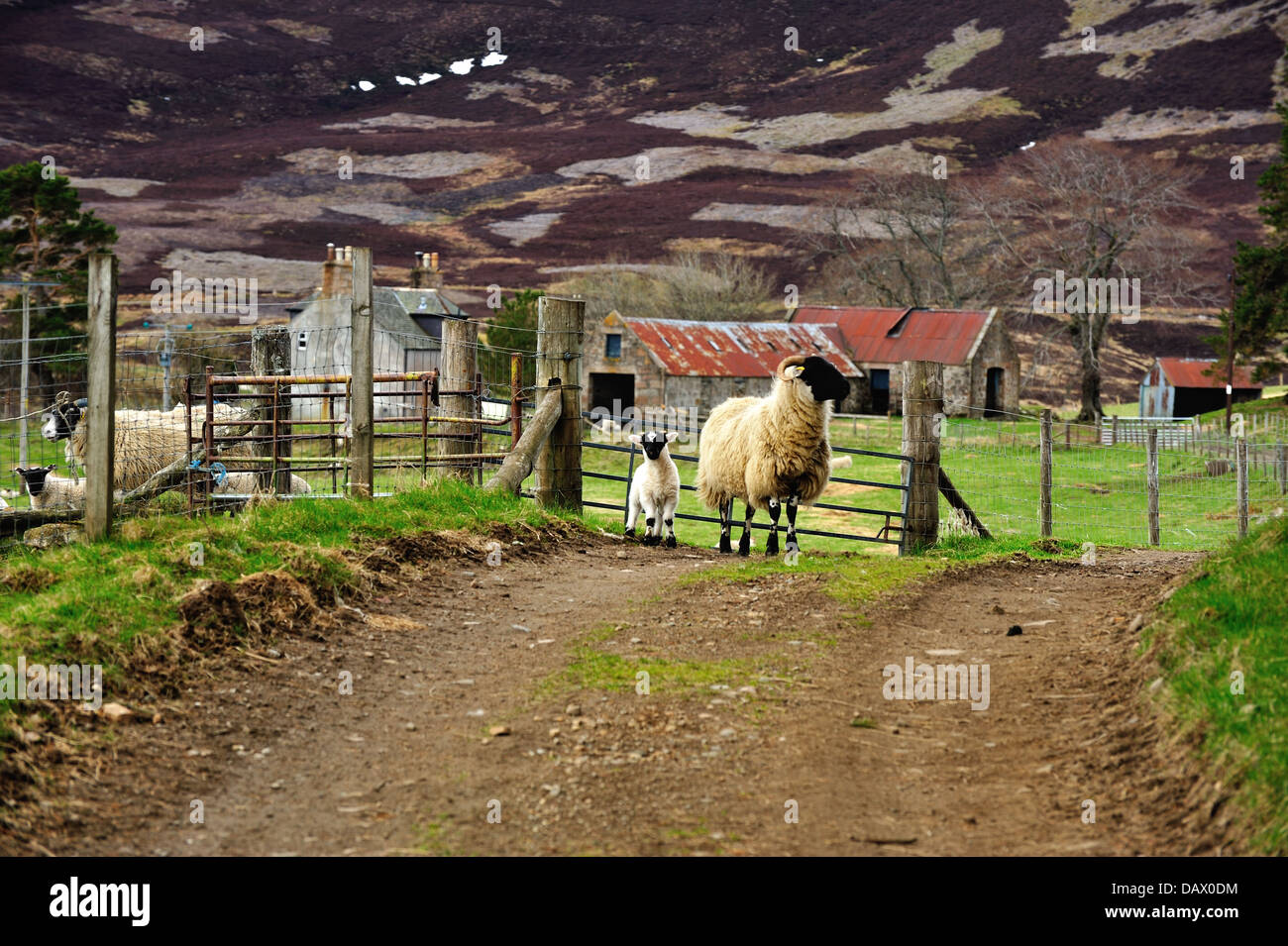 Sheep living in the upper Don Valley of Aberdeenshire, Scotland Stock Photo