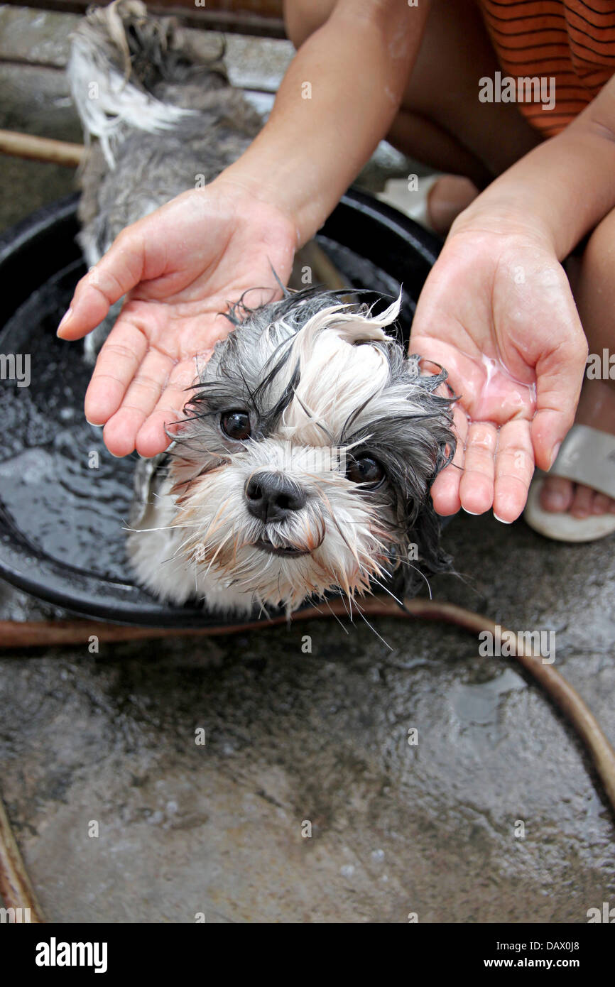 The Dog and Liquid soap in hand Stock Photo Alamy