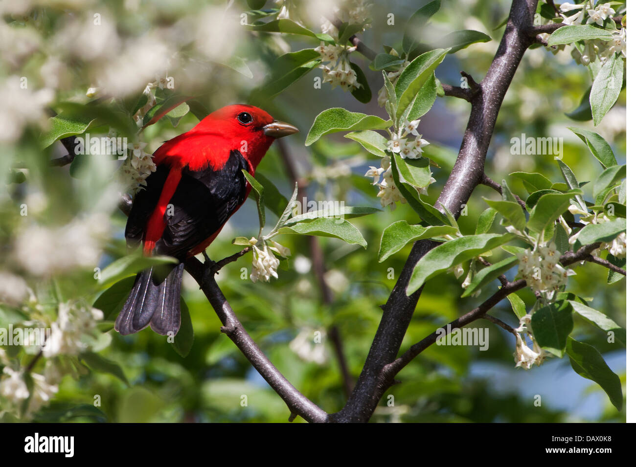 Male scarlet tanager in spring migration Stock Photo
