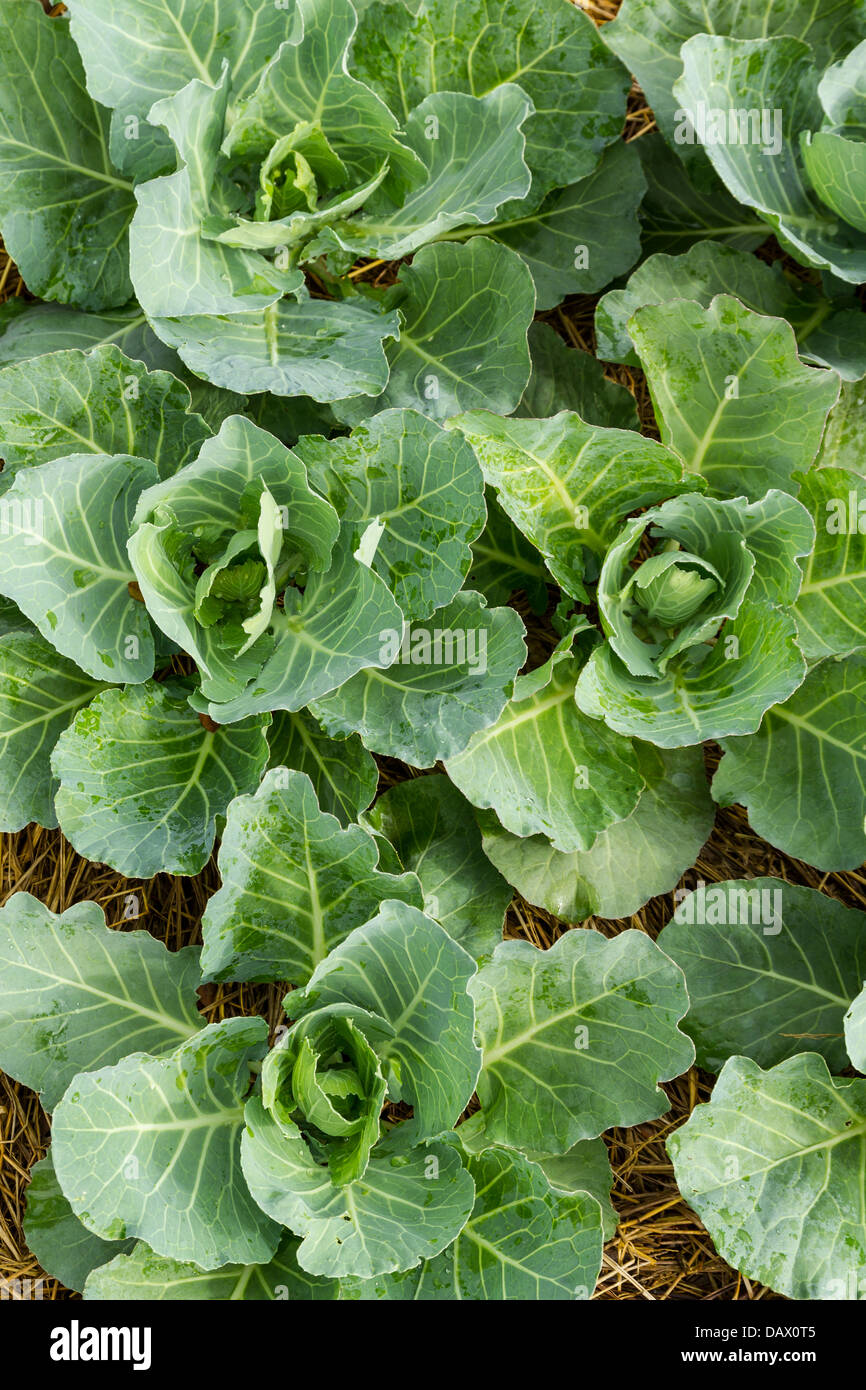 Cabbage seedlings hires stock photography and images Alamy