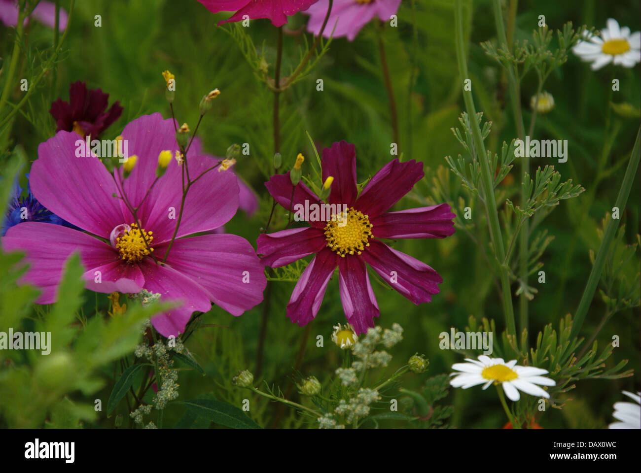 Pink flowers fields hi-res stock photography and images - Alamy