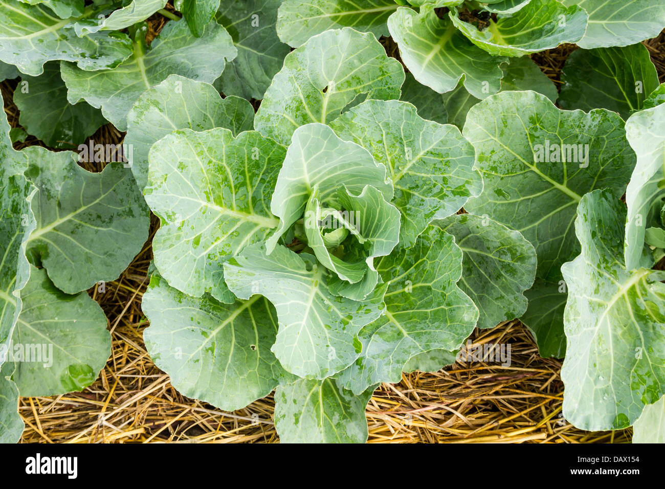 Cabbage seedlings hires stock photography and images Alamy