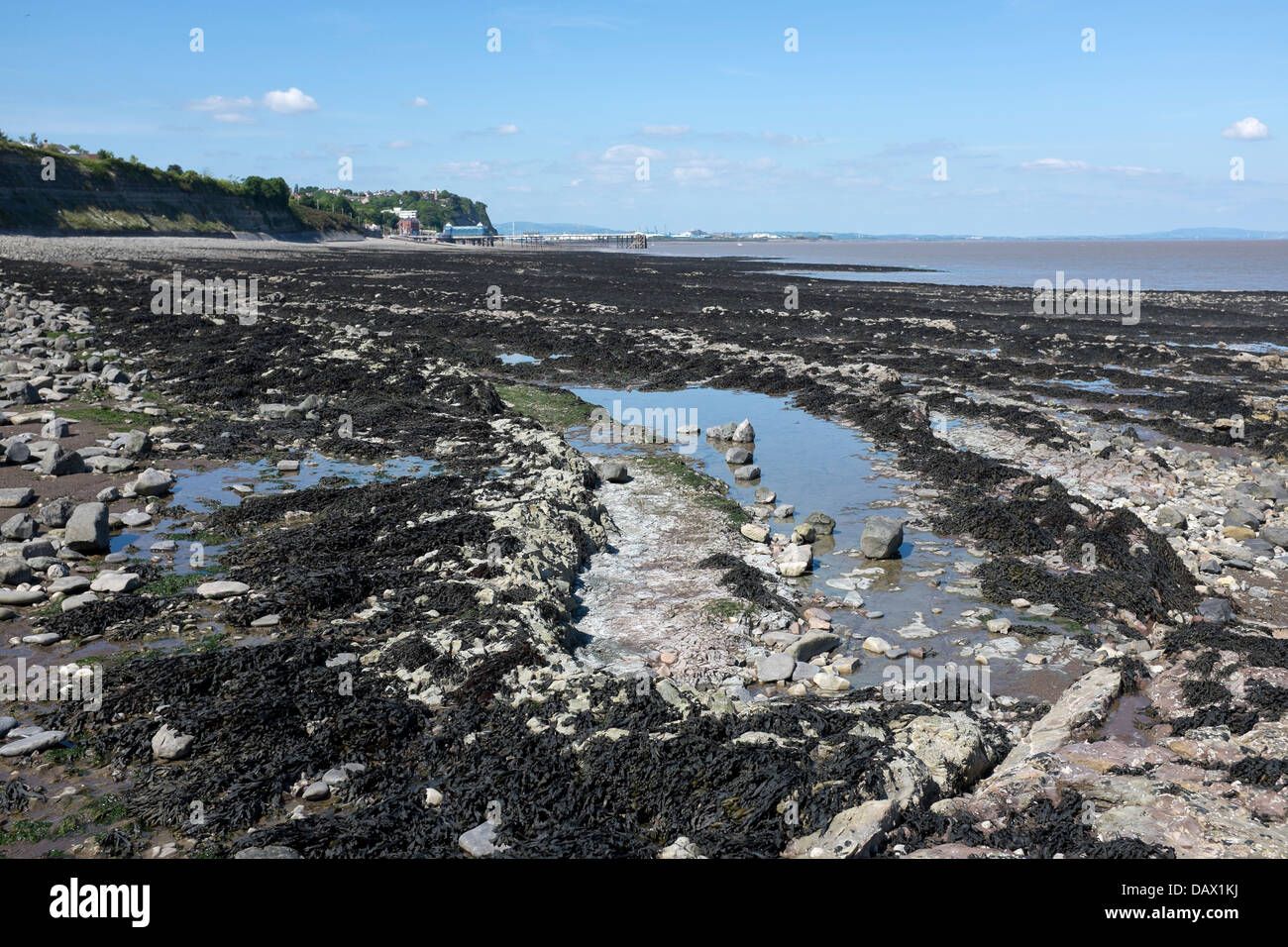 Seaweed on the foreshore at Penarth Stock Photo