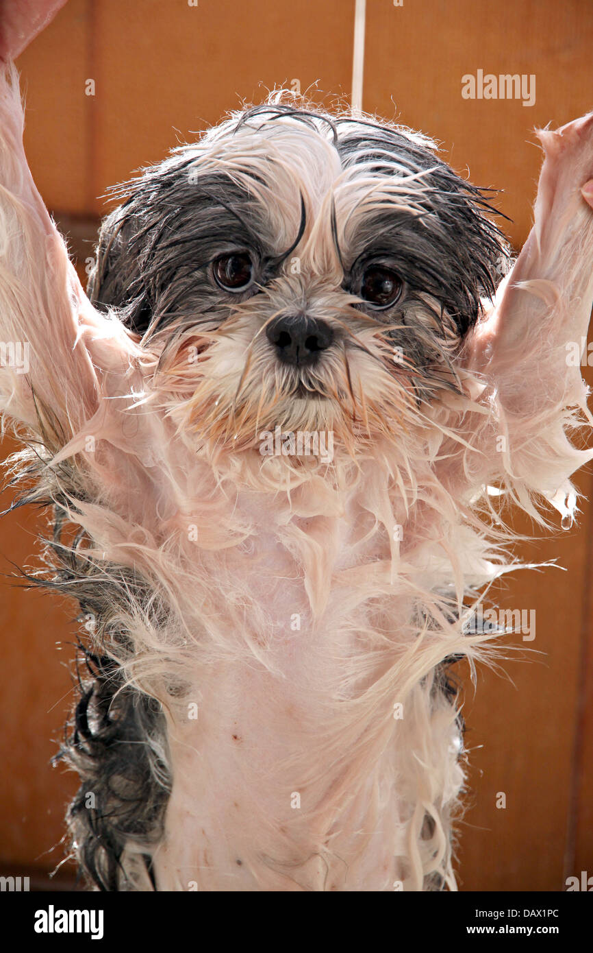 Wet dog after take a bath,before dry. Stock Photo
