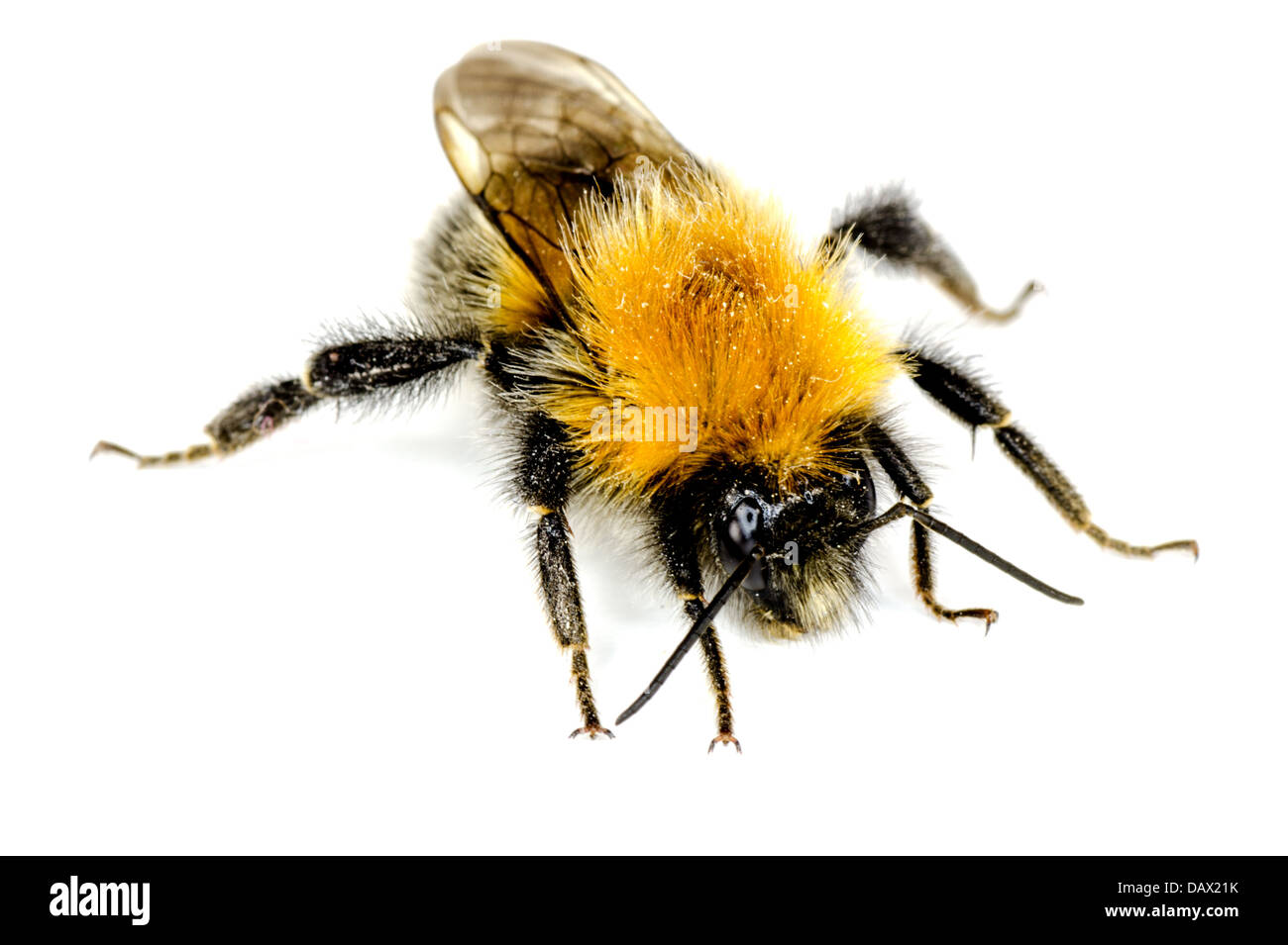 A closeup of a Bumblebee on a white background Stock Photo
