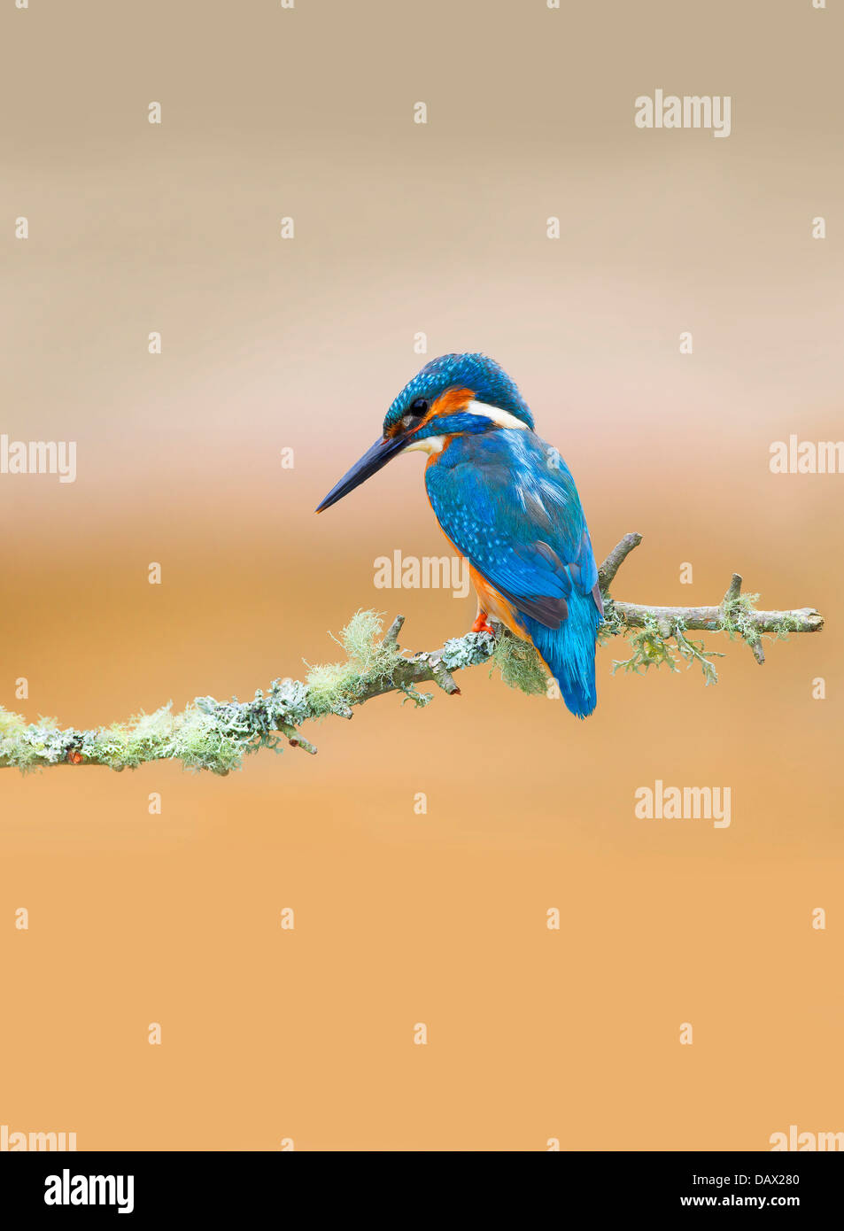 Kingfisher perching Stock Photo