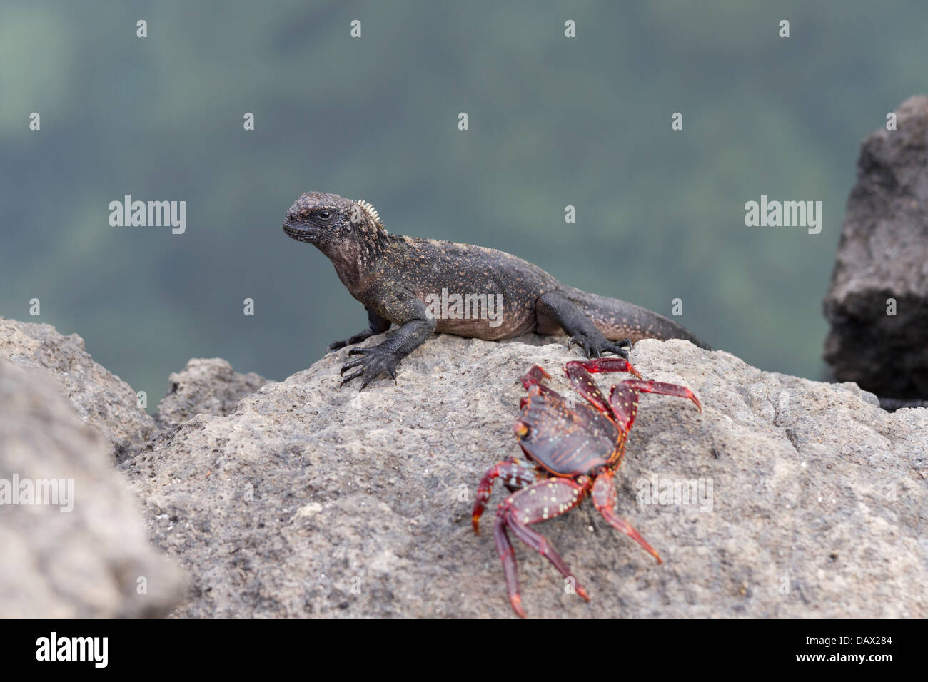 Marine Iguana, Amblyrhynchus cristatus, Sally Lightfoot Crab, Grapsus grapsus, Las Tintoreras, Isabela Island, Galapagos Islands Stock Photo
