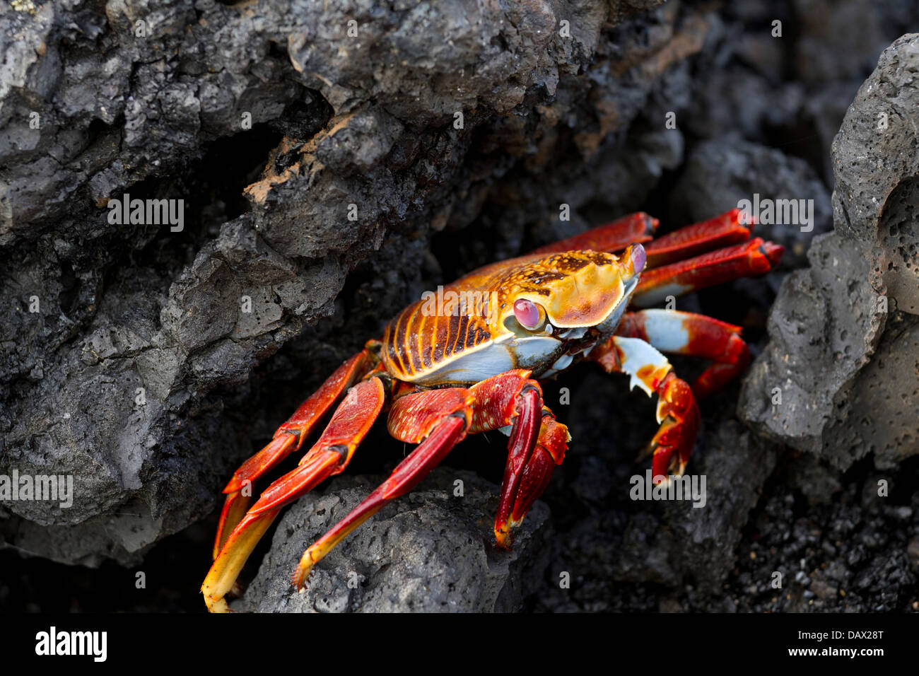 Sally Lightfoot Crab, Grapsus grapsus, Las Tintoreras, Isabela Island, Galapagos Islands, Ecuador Stock Photo