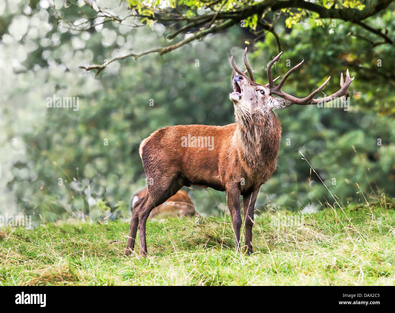 Red Deer stag calling at the rut watched by a hind Stock Photo Alamy