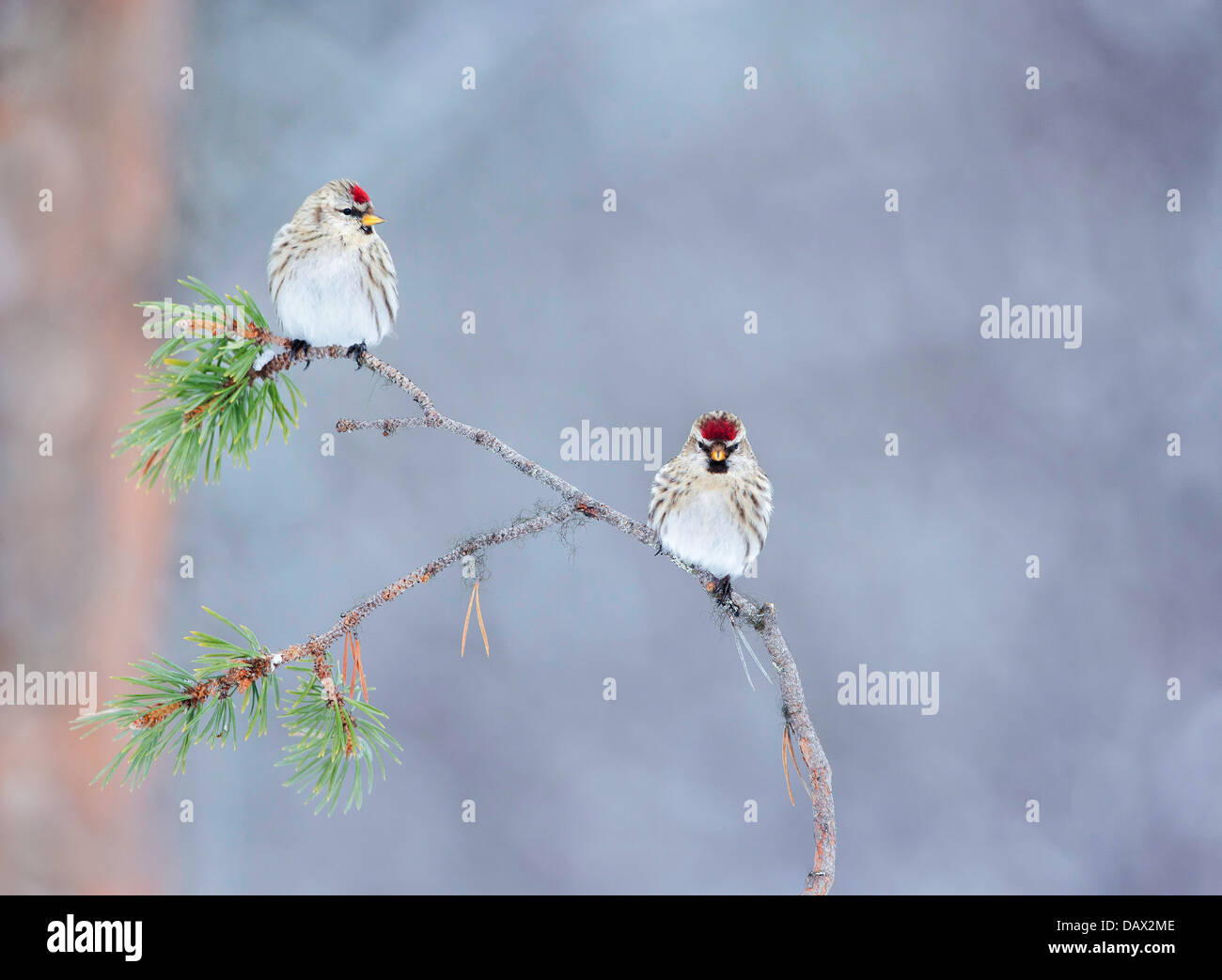 Arctic Redpoll fighting on a snowy branch Stock Photo