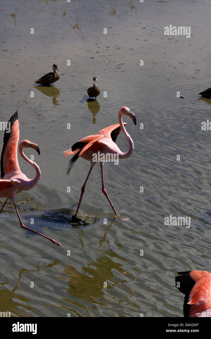 Flamingos, Phoenicopterus ruber, Saltwater Lagoon, Isabela Island, Galapagos Islands, Ecuador Stock Photo