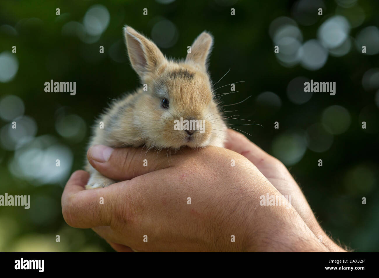 How To Get A Bunny Used To Being Held at Alicia Porter blog