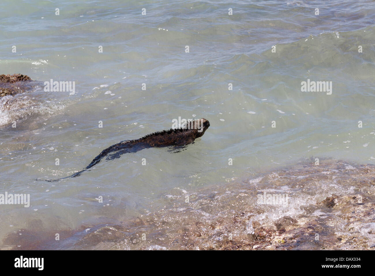 Marine Iguana, Amblyrhynchus cristatus, Isabela Island, Galapagos Islands, Ecuador Stock Photo