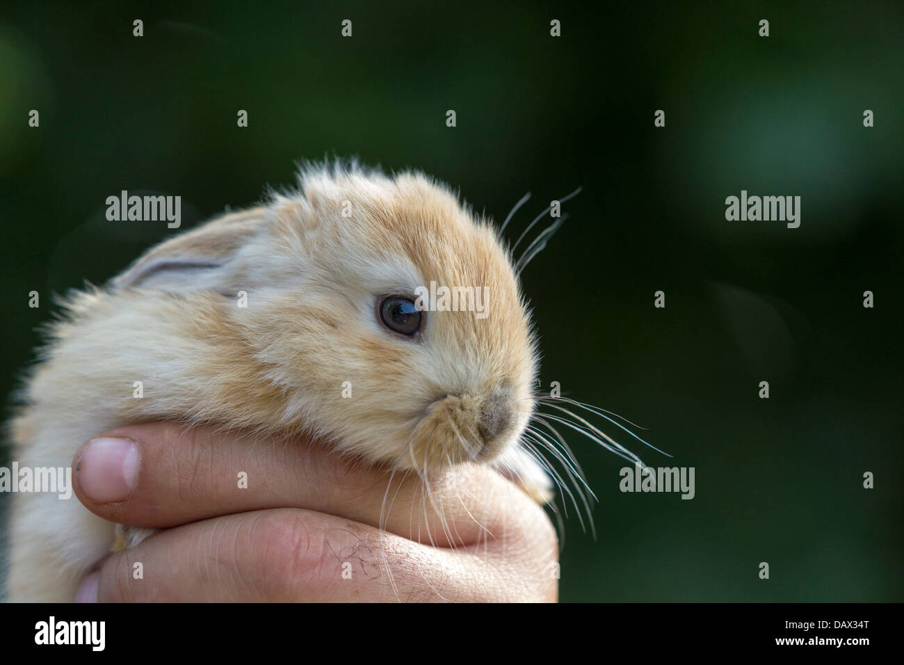 Belgian lop eared hi-res stock photography and images - Alamy