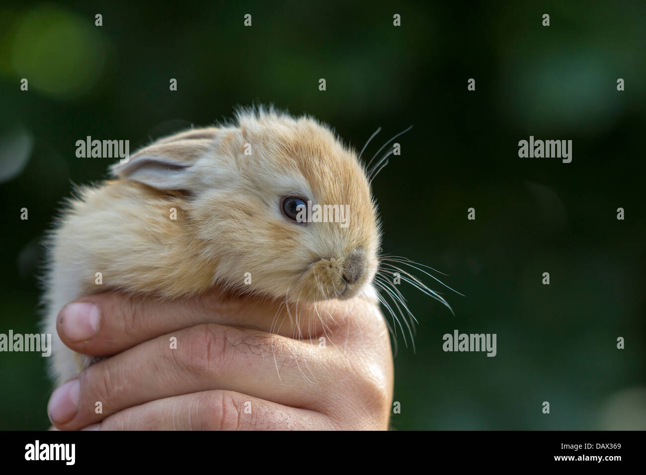 Being held hires stock photography and images Alamy