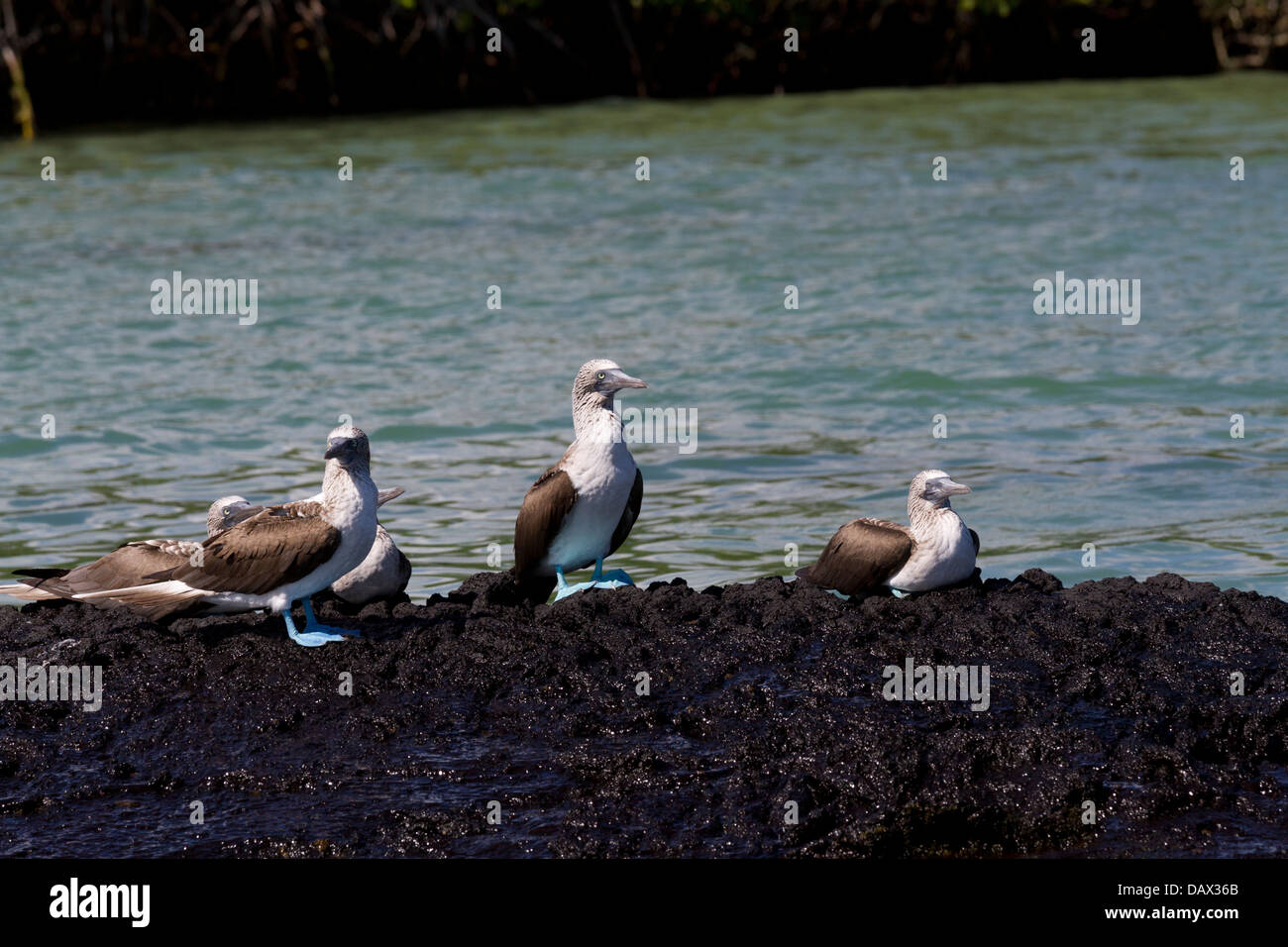 Blue-footed Booby, Sula nebouxii, Isabela Island, Galapagos Islands, Ecuador Stock Photo