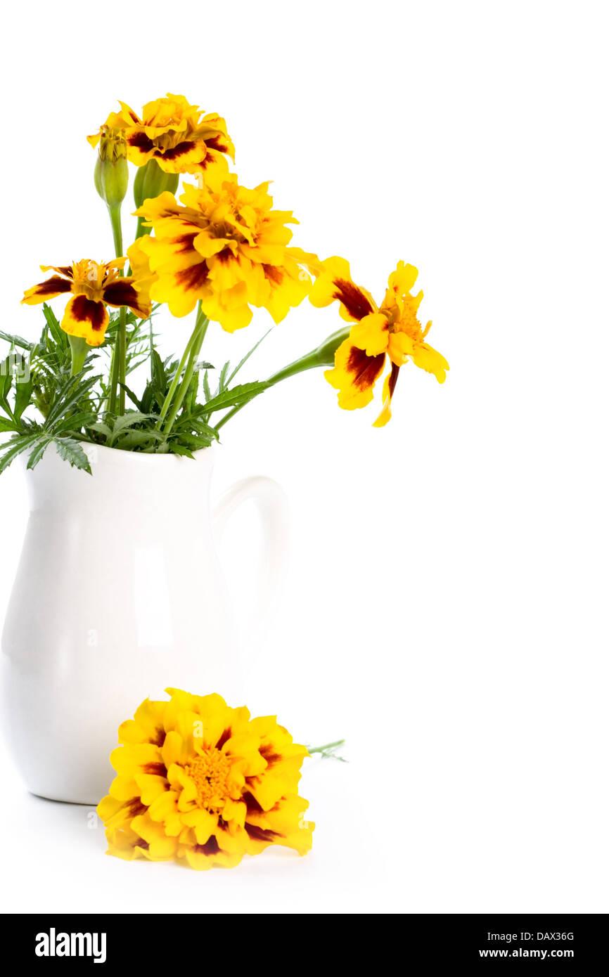 marigold flowers in vase Stock Photo Alamy