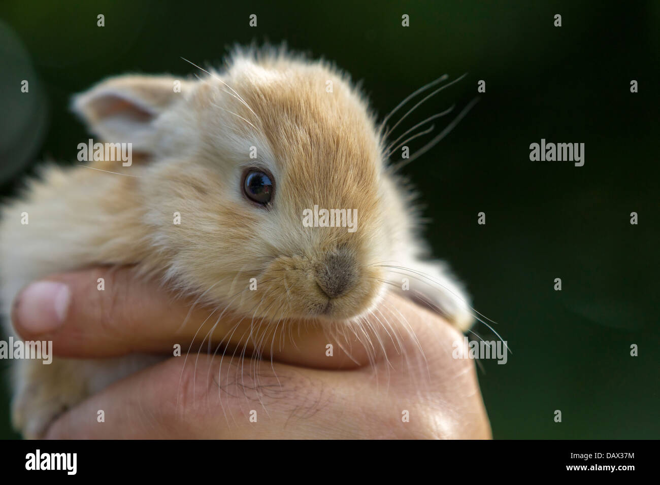 Rabbit kits hi-res stock photography and images - Alamy
