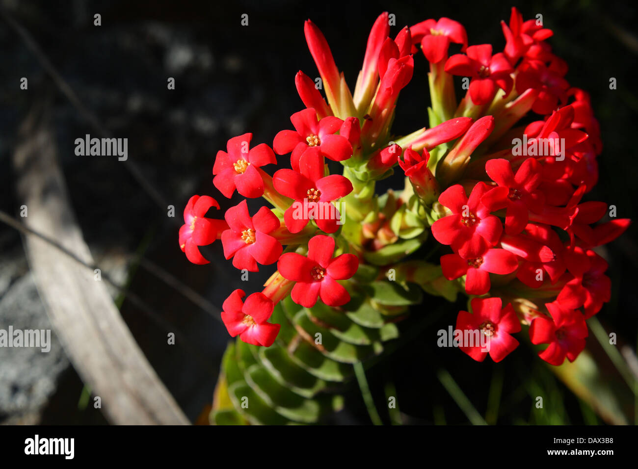 Crassula Coccinea in habitat on the Table Mountain range above Kalk Bay Stock Photo