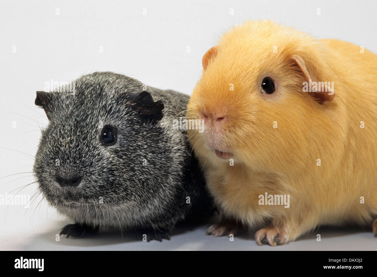 Portrait of two cavies / guinea pigs (Cavia porcellus), golden cavy and black guinea pig on white background Stock Photo