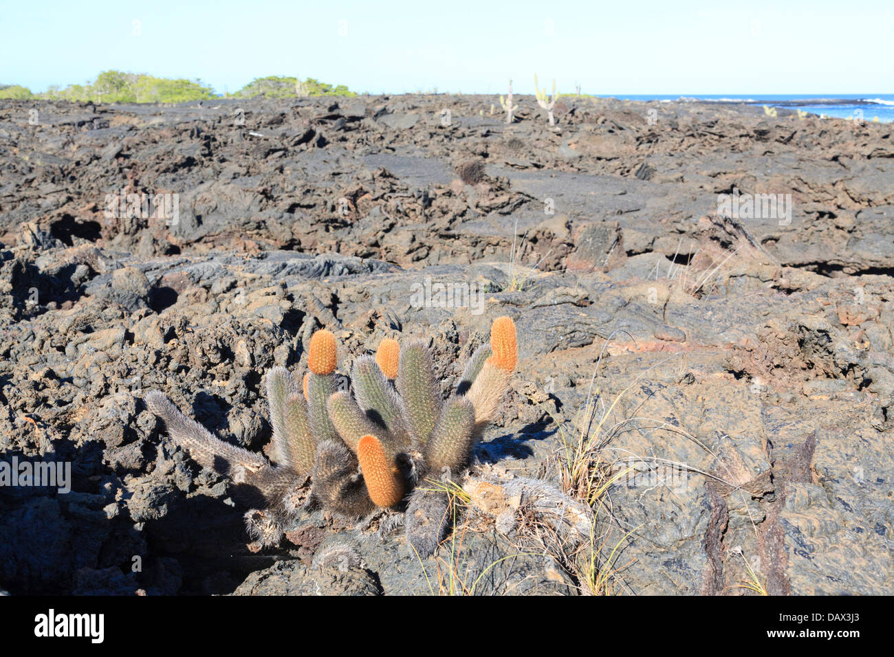 Lava cactus, Brachycereus nesioticus, Punta Moreno, Isabela Island, Galapagos Islands, Ecuador Stock Photo