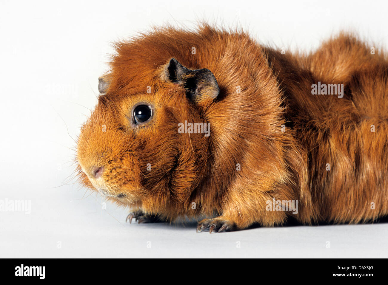 Golden rough-coated cavy / guinea pig (Cavia porcellus) portrait on white background Stock Photo