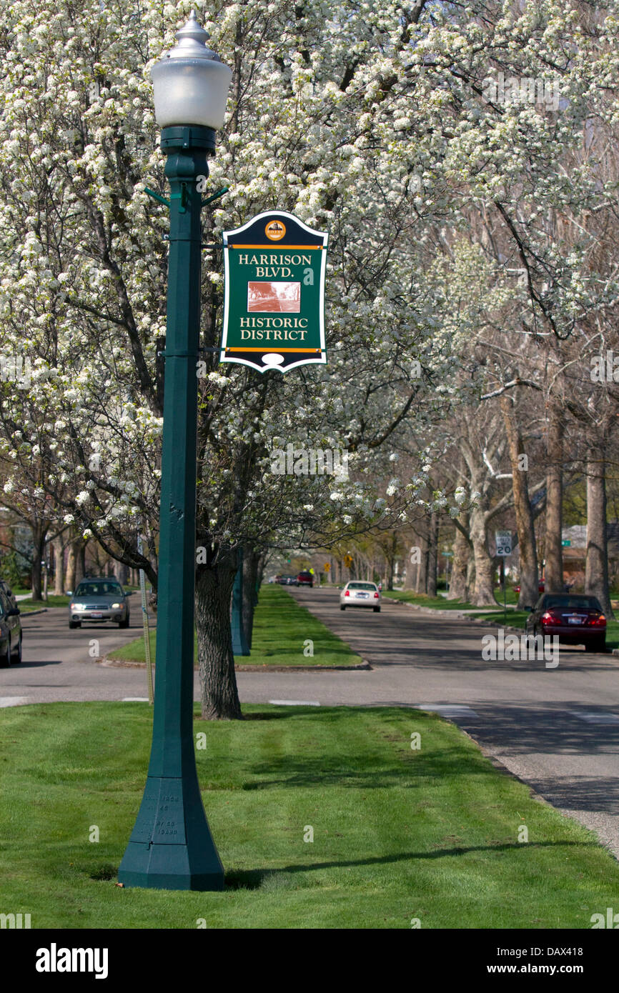 Ornamental pear trees in bloom along Harrison Boulevard in Boise, Idaho, USA. Stock Photo