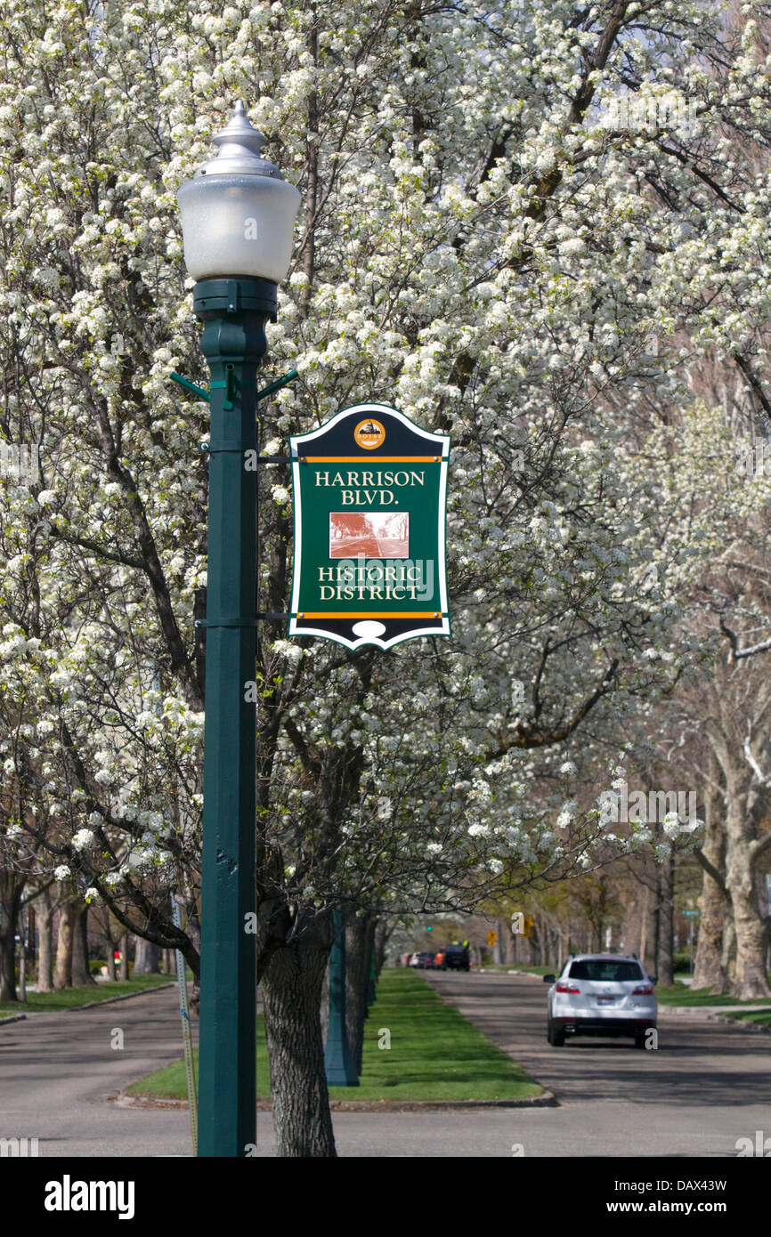 Ornamental pear trees in bloom along Harrison Boulevard in Boise, Idaho, USA. Stock Photo