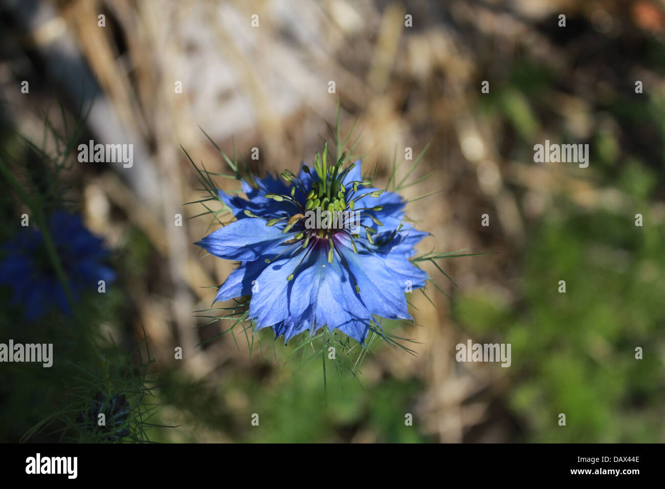 Love in the mist flower Stock Photo Alamy