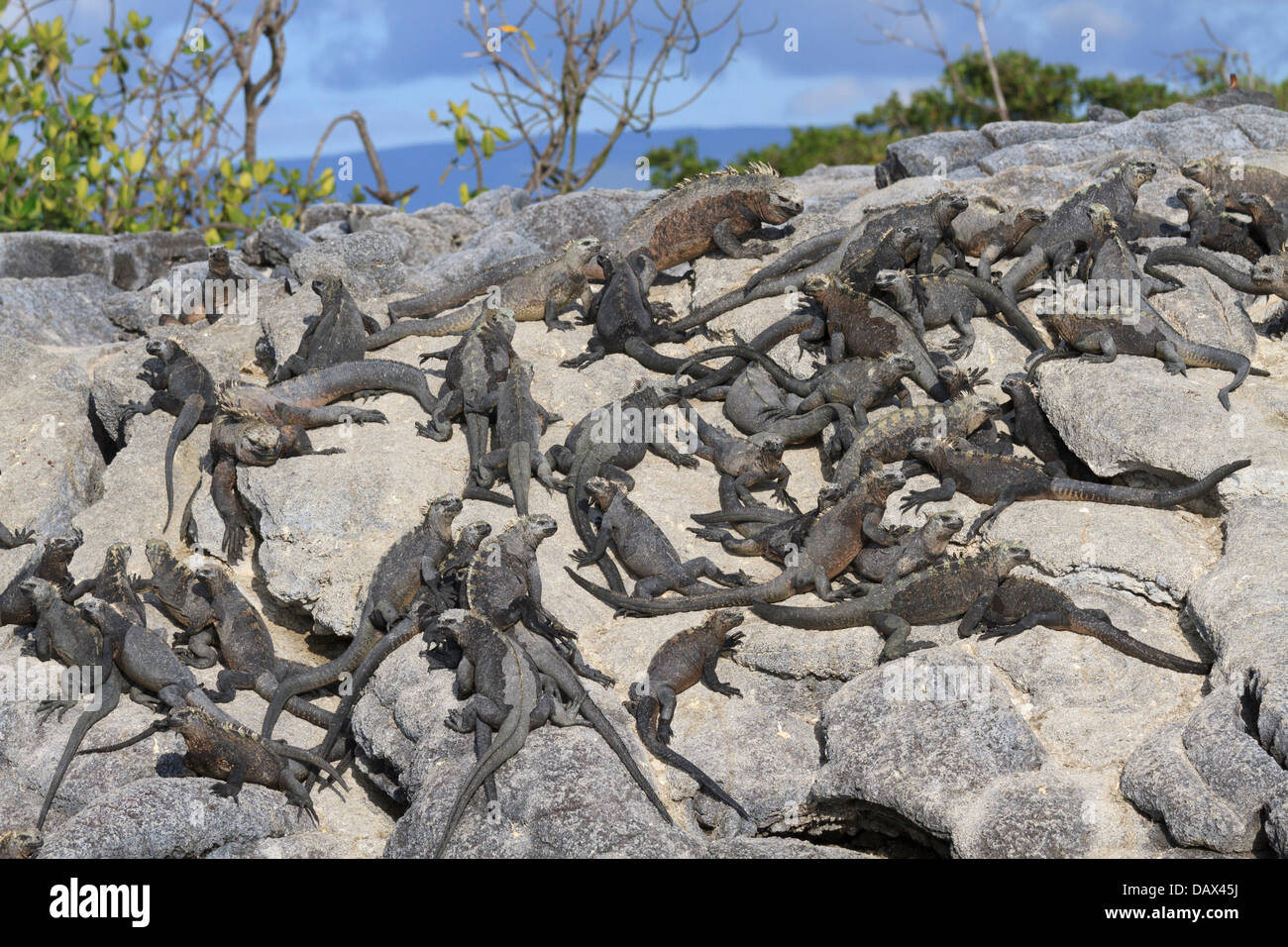 Marine Iguana, Amblyrhynchus cristatus, Punta Mangle, Fernandina Island, Galapagos Islands, Ecuador Stock Photo