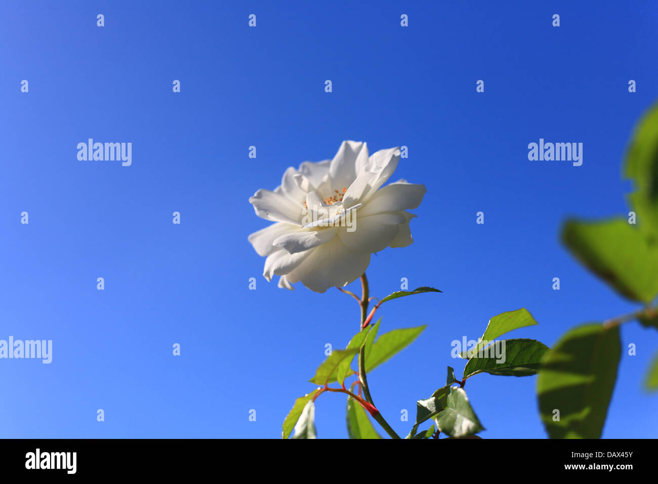 White rose isolated against blue sky Stock Photo - Alamy