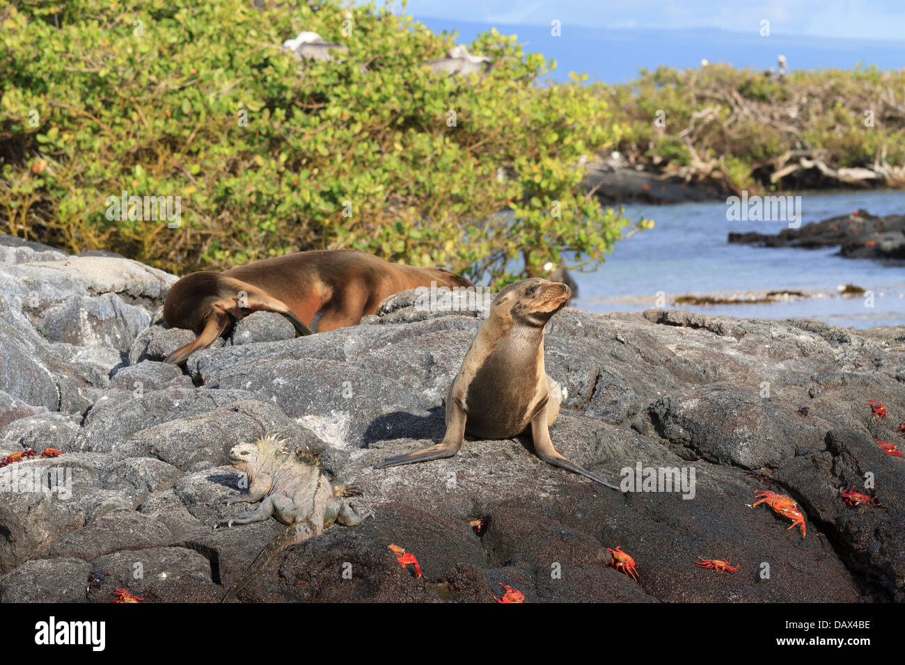 Galapagos sea lion, Zalophus wollebaeki, Punta Mangle, Fernandina Island, Galapagos Islands, Ecuador Stock Photo