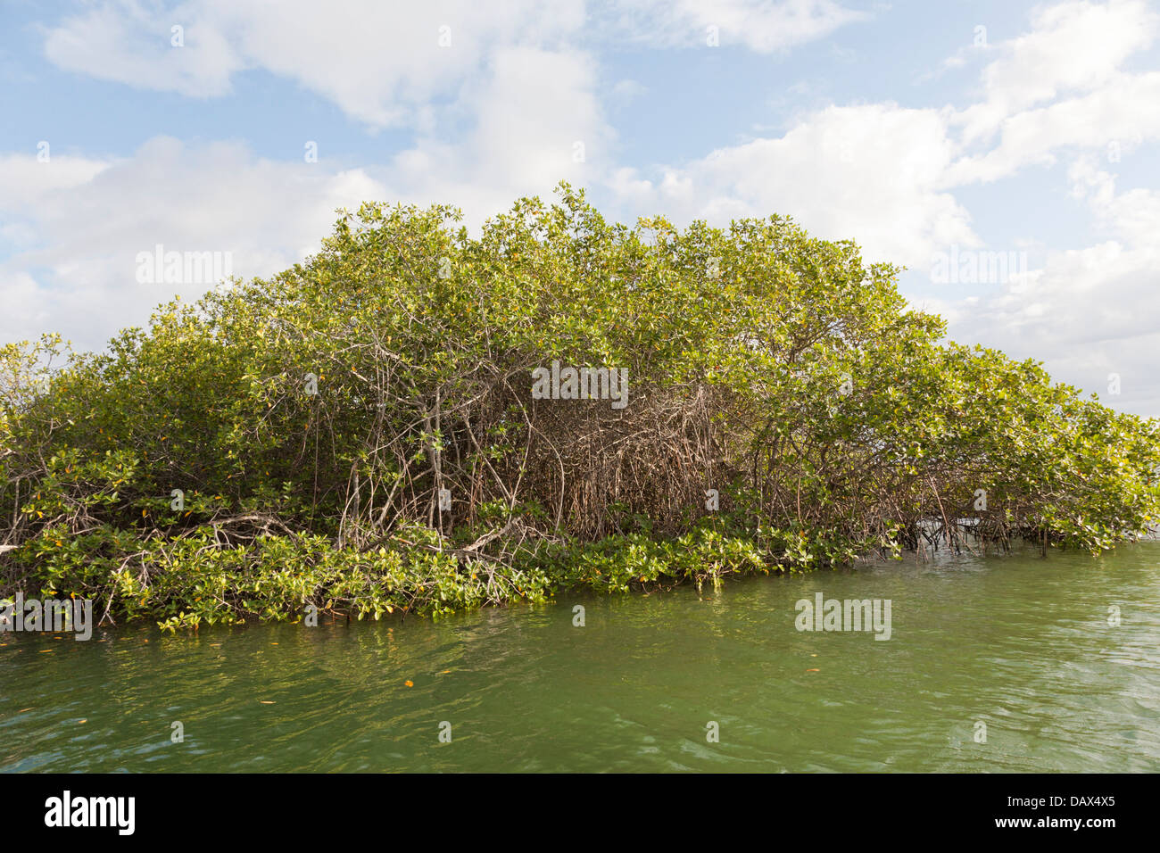 Mangrove, Punta Mangle, Fernandina Island, Galapagos Islands, Ecuador Stock Photo