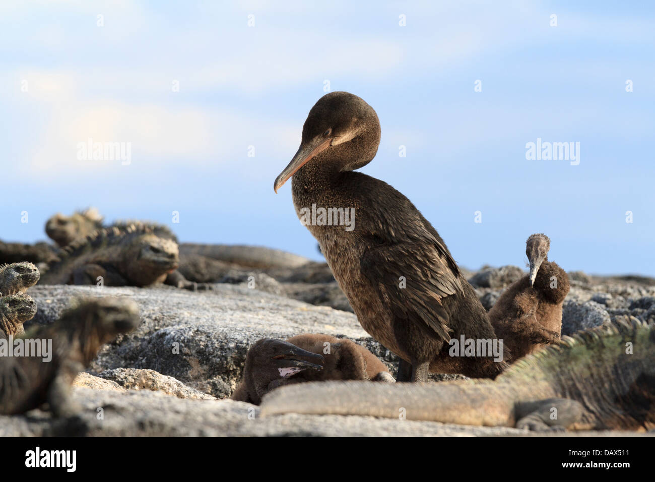 Marine Iguana, Amblyrhynchus cristatus, Flightless Cormorant, Phalacrocorax harrisi, Punta Mangle, Fernandina Island, Galapagos Stock Photo