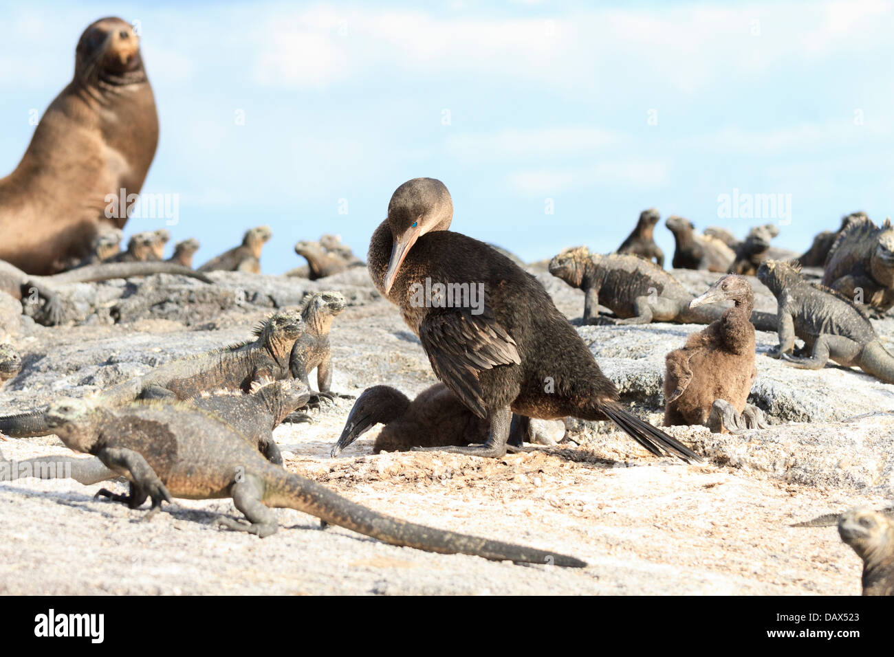 Marine Iguana, Amblyrhynchus cristatus, Flightless Cormorant, Phalacrocorax harrisi, Punta Mangle, Fernandina Island, Galapagos Stock Photo