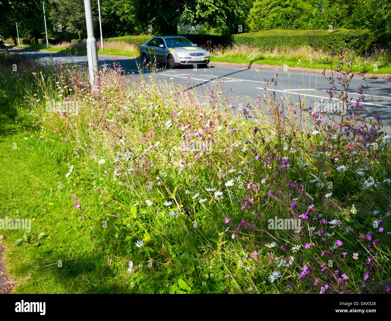 Wild flowers planted on a roadside verge, Oldham, Greater Manchester