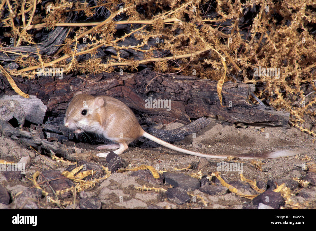 CAL 1187998, RAT, Kangaroo, Desert Dipodomys deserti California, November Stock Photo