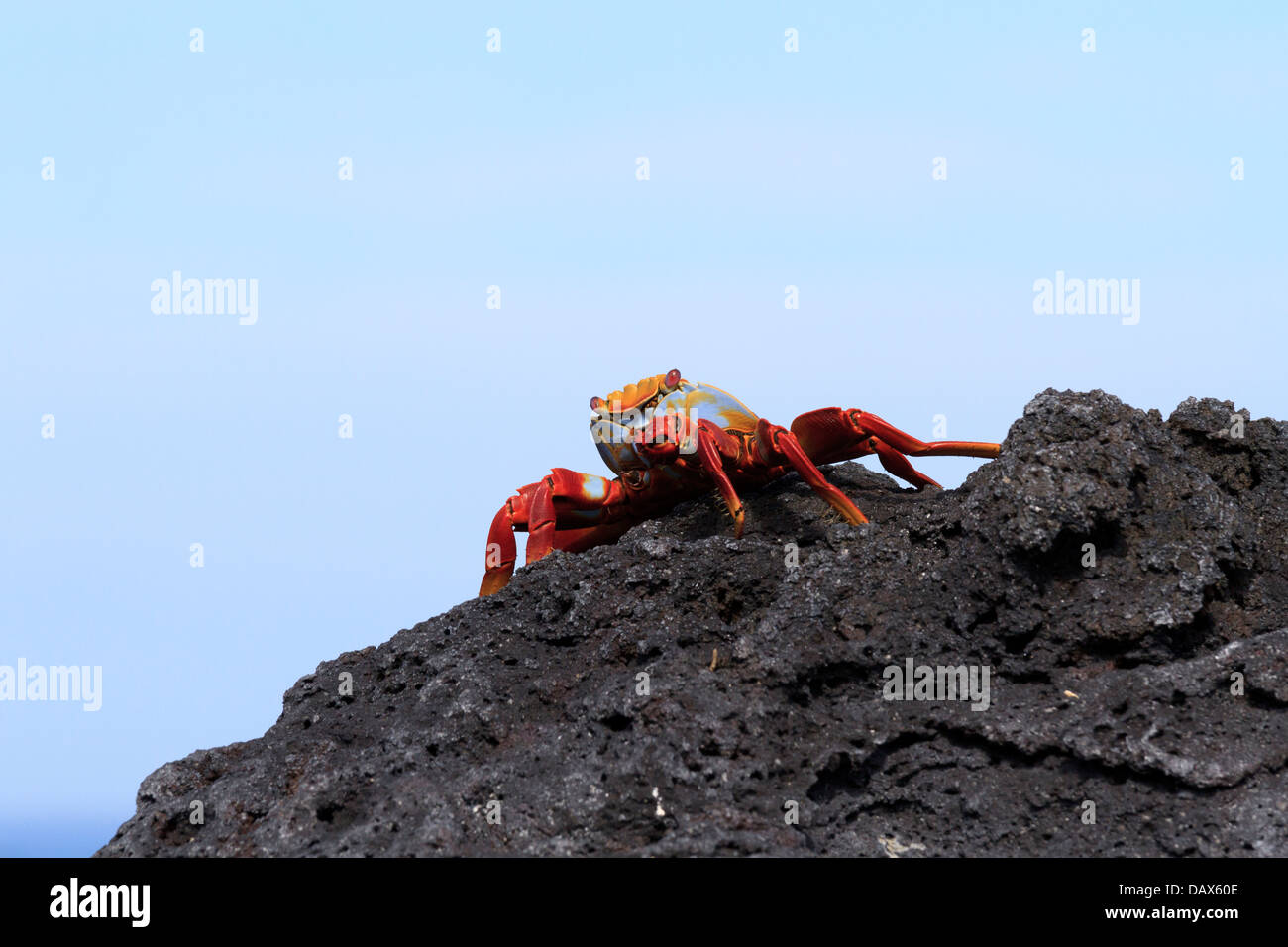 Sally Lightfoot Crab, Grapsus grapsus, Punta Espinoza, Fernandina Island, Galapagos Islands, Ecuador Stock Photo