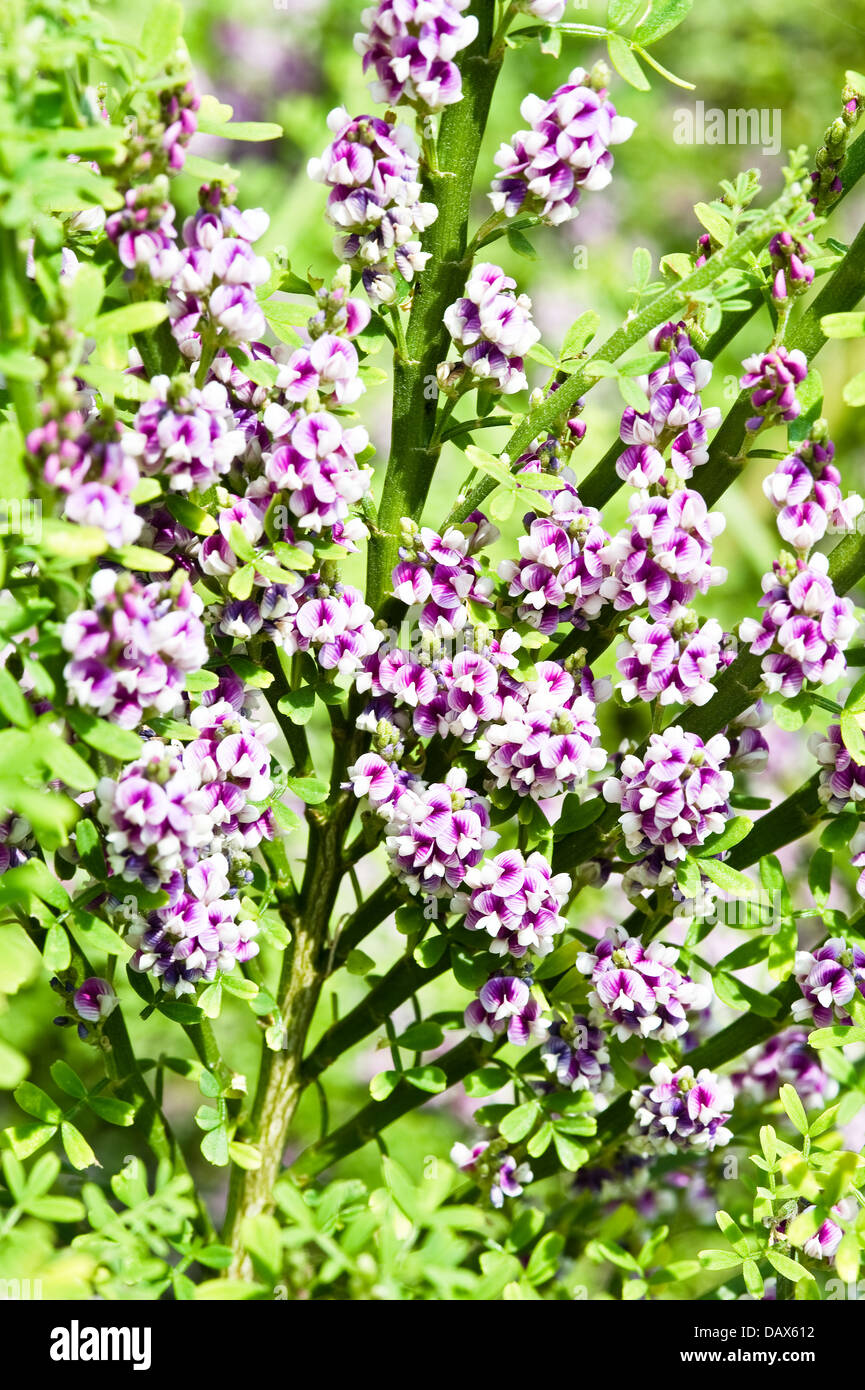 Carmichaelia sp. shrub in flower native to New Zealand garden UK July Stock Photo