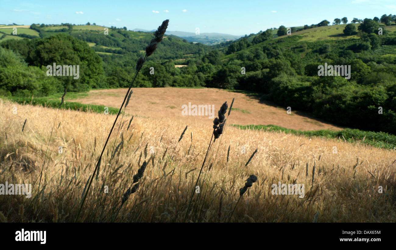Carmarthenshire, Wales, UK. 19th July 2013. UK weather Burning temperatures toast a field brown in Carmarthenshire Wales Credit:  Kathy deWitt/Alamy Live News Stock Photo
