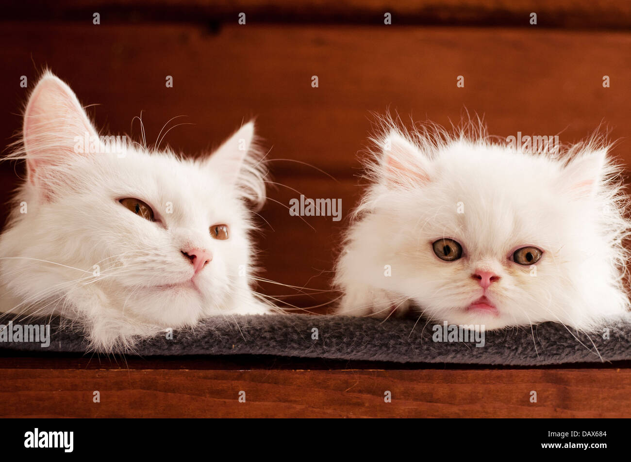 Adorable kitten and cat Stock Photo