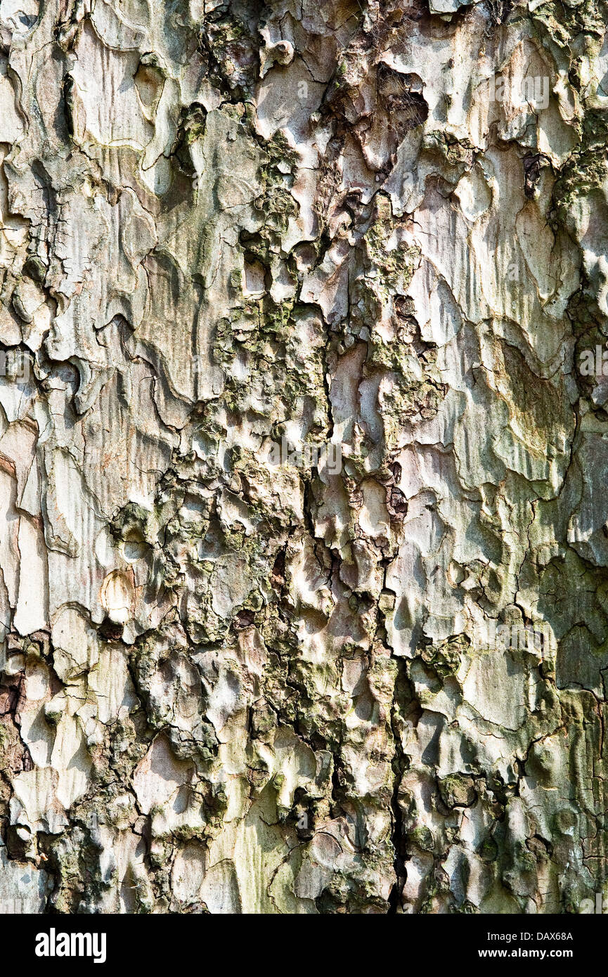 Pinus nigra subsp. Laricio close-up of the bark native to Corsica, South Italy and Sicily Stock Photo