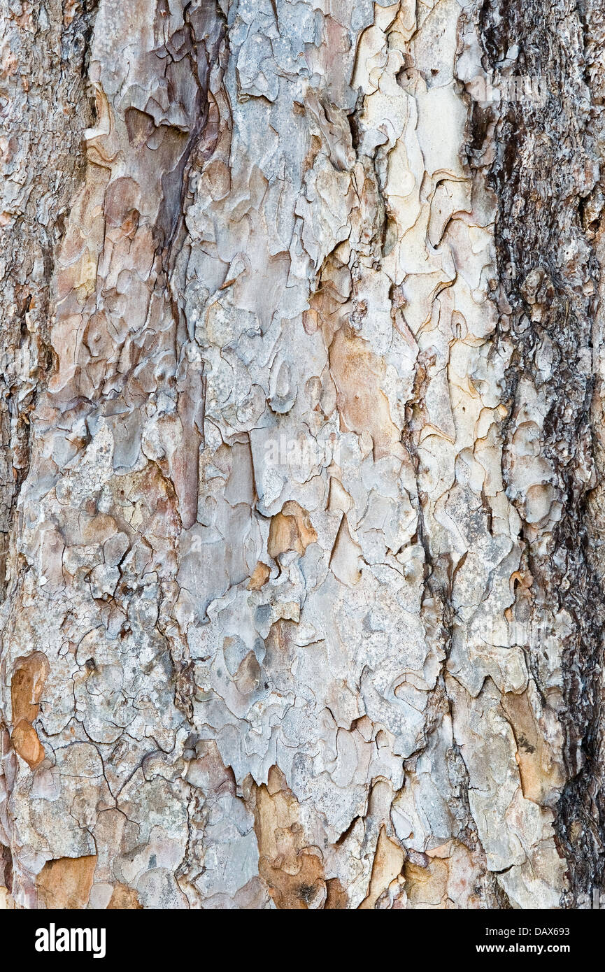 Pinus nigra subsp. Laricio close-up of the bark. Tree  native to Corsica, South Italy and Sicily Stock Photo