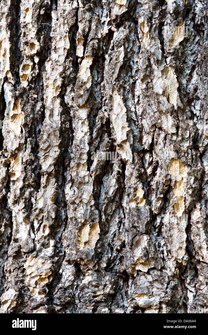 Pinus nigra subsp. Laricio close-up of the bark of tree native to Corsica, South Italy and Sicily Stock Photo
